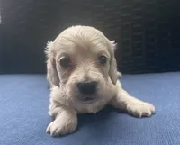 Dawn - Cream AKC longhaired miniature , a female Miniature Dachshund for sale in Albemarle, NC – 6 of 10