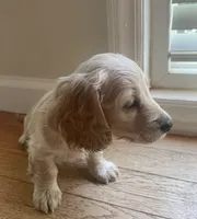 LUX AKC longhaired miniature , a female Miniature Dachshund for sale in Albemarle, NC – 10 of 10