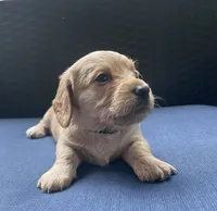 Brandy AKC longhaired miniature , a female Miniature Dachshund for sale in Albemarle, NC – 9 of 10