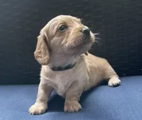 Brandy AKC longhaired miniature , a female Miniature Dachshund for sale in Albemarle, NC – 6 of 10