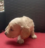 Lux Longhaired miniature AKC, a female Miniature Dachshund for sale in Albemarle, NC – 6 of 8