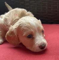 Tawny Longhaired miniature  AKC, a female Miniature Dachshund for sale in Albemarle, NC – 10 of 10