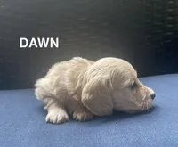 Dawn AKC longhaired mini, a female Miniature Dachshund for sale in Albemarle, NC – 6 of 10