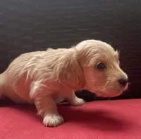 Lux Longhaired miniature AKC, a female Miniature Dachshund for sale in Albemarle, NC – 7 of 8