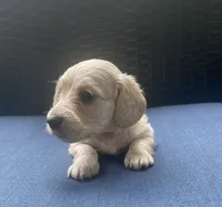 Dawn AKC longhaired mini, a female Miniature Dachshund for sale in Albemarle, NC – 9 of 10