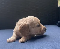Brandy AKC longhaired miniature , a female Miniature Dachshund for sale in Albemarle, NC – 3 of 10