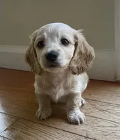 LUX AKC longhaired miniature , a female Miniature Dachshund for sale in Albemarle, NC – 2 of 10