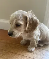 LUX AKC longhaired miniature , a female Miniature Dachshund for sale in Albemarle, NC – 7 of 10