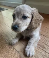 BRANDY - AKC longhaired miniature , a female Miniature Dachshund for sale in Albemarle, NC – 8 of 10