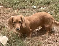 Boo, a female Miniature Dachshund for sale in Albemarle, NC – 3 of 3