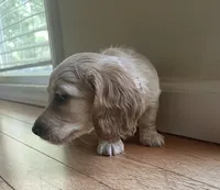 BRANDY - AKC longhaired miniature , a female Miniature Dachshund for sale in Albemarle, NC – 7 of 10