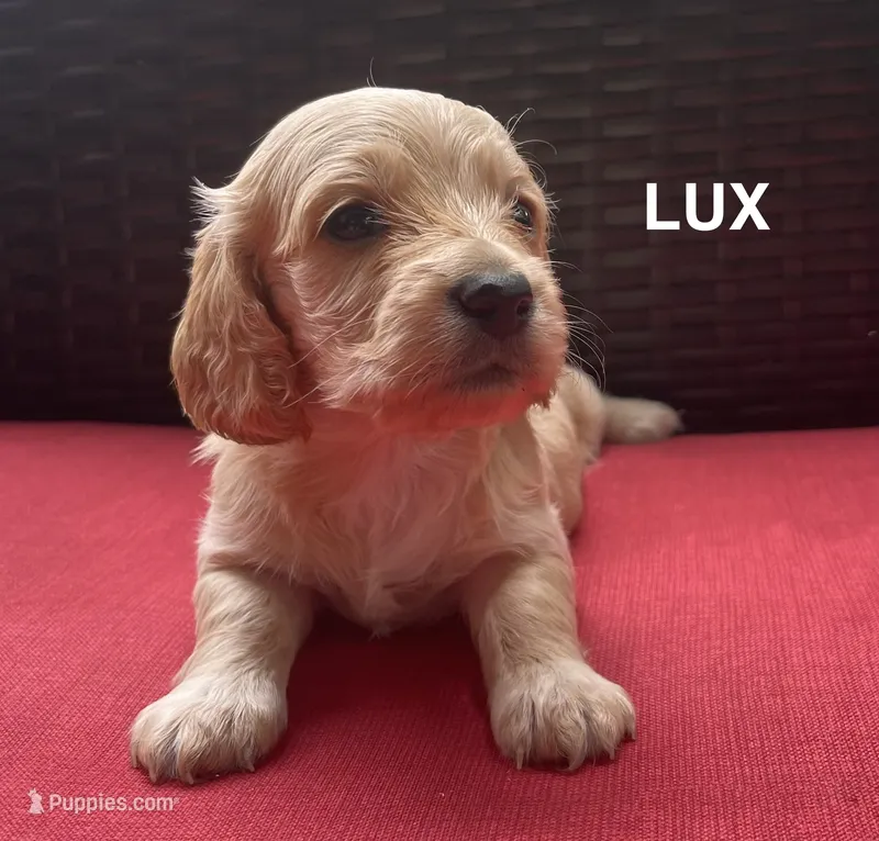 Lux Longhaired miniature AKC – Miniature Dachshund puppy for sale in Albemarle, NC