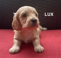 Lux Longhaired miniature AKC, a female Miniature Dachshund for sale in Albemarle, NC – 1 of 8