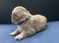 Brandy AKC longhaired miniature , a female Miniature Dachshund for sale in Albemarle, NC – 5 of 10