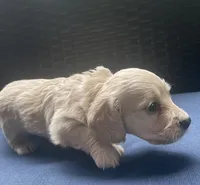 Dawn AKC longhaired mini, a female Miniature Dachshund for sale in Albemarle, NC – 7 of 10