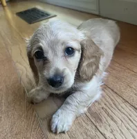BRANDY - AKC longhaired miniature , a female Miniature Dachshund for sale in Albemarle, NC – 10 of 10