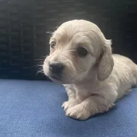 Dawn AKC longhaired mini, a female Miniature Dachshund for sale in Albemarle, NC – 2 of 10