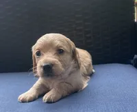 Brandy AKC longhaired miniature , a female Miniature Dachshund for sale in Albemarle, NC – 8 of 10