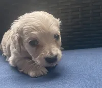 Dawn AKC longhaired mini, a female Miniature Dachshund for sale in Albemarle, NC – 5 of 10