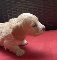 Tawny Longhaired miniature  AKC, a female Miniature Dachshund for sale in Albemarle, NC – 6 of 10