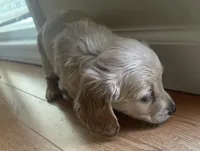 BRANDY - AKC longhaired miniature , a female Miniature Dachshund for sale in Albemarle, NC – 3 of 10