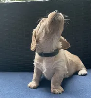 Brandy AKC longhaired miniature , a female Miniature Dachshund for sale in Albemarle, NC – 2 of 10