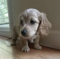 BRANDY - AKC longhaired miniature , a female Miniature Dachshund for sale in Albemarle, NC – 4 of 10