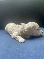 Dawn - Cream AKC longhaired miniature , a female Miniature Dachshund for sale in Albemarle, NC – 4 of 10