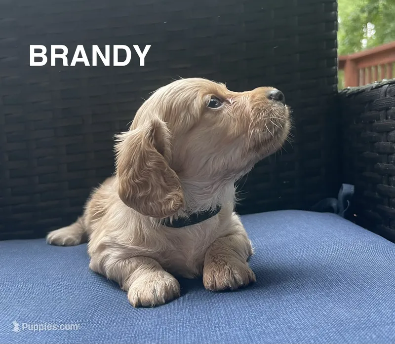Brandy AKC longhaired miniature  – Miniature Dachshund puppy for sale in Albemarle, NC
