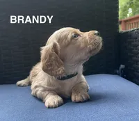 Brandy AKC longhaired miniature , a female Miniature Dachshund for sale in Albemarle, NC – 1 of 10