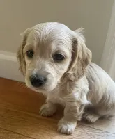 LUX AKC longhaired miniature , a female Miniature Dachshund for sale in Albemarle, NC – 6 of 10