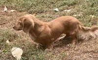 Boo, a female Miniature Dachshund for sale in Albemarle, NC – 2 of 3