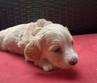 Tawny Longhaired miniature  AKC, a female Miniature Dachshund for sale in Albemarle, NC – 8 of 10