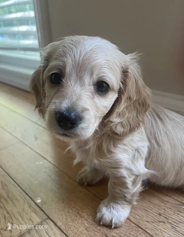 LUX AKC longhaired miniature  – Miniature Dachshund puppy for sale in Albemarle, NC