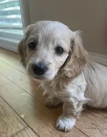 LUX AKC longhaired miniature , a female Miniature Dachshund for sale in Albemarle, NC – 1 of 10
