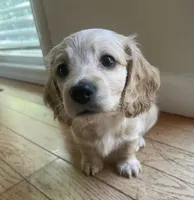 LUX AKC longhaired miniature , a female Miniature Dachshund for sale in Albemarle, NC – 9 of 10