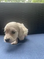 Dawn - Cream AKC longhaired miniature , a female Miniature Dachshund for sale in Albemarle, NC – 5 of 10