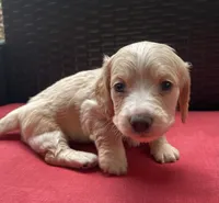 Tawny Longhaired miniature  AKC, a female Miniature Dachshund for sale in Albemarle, NC – 5 of 10