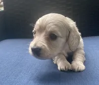Dawn AKC longhaired mini, a female Miniature Dachshund for sale in Albemarle, NC – 8 of 10
