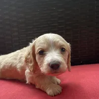 Tawny Longhaired miniature  AKC, a female Miniature Dachshund for sale in Albemarle, NC – 7 of 10