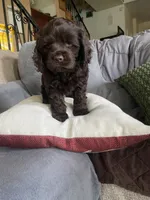 Pepper, a female Cocker Spaniel for sale in Los Angeles, CA – Photo 2 of 10
