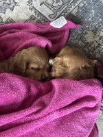 Pepper, a female Cocker Spaniel for sale in Los Angeles, CA – Photo 9 of 10