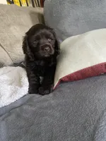 Pepper, a female Cocker Spaniel for sale in Los Angeles, CA – Photo 3 of 10