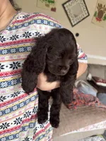 Caramel, a female Cocker Spaniel for sale in Los Angeles, CA – Photo 4 of 4