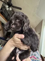 Caramel, a female Cocker Spaniel for sale in Los Angeles, CA – Photo 2 of 4