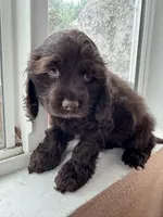 Caramel, a female Cocker Spaniel for sale in Los Angeles, CA – Photo 3 of 4