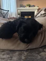 Billie , a female Cocker Spaniel for sale in Los Angeles, CA – Photo 2 of 7