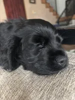 Billie , a female Cocker Spaniel for sale in Los Angeles, CA – Photo 7 of 7