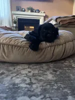 Billie , a female Cocker Spaniel for sale in Los Angeles, CA – Photo 3 of 7