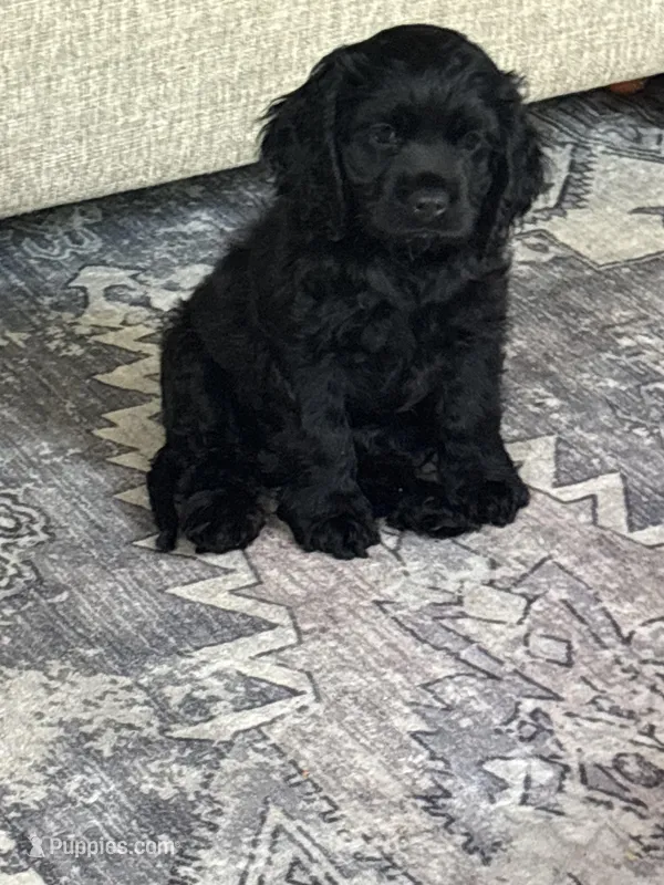 Billie , a female Cocker Spaniel for sale in Los Angeles, CA – Photo 1 of 7